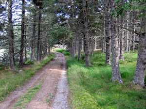 Road on Isle au Haut